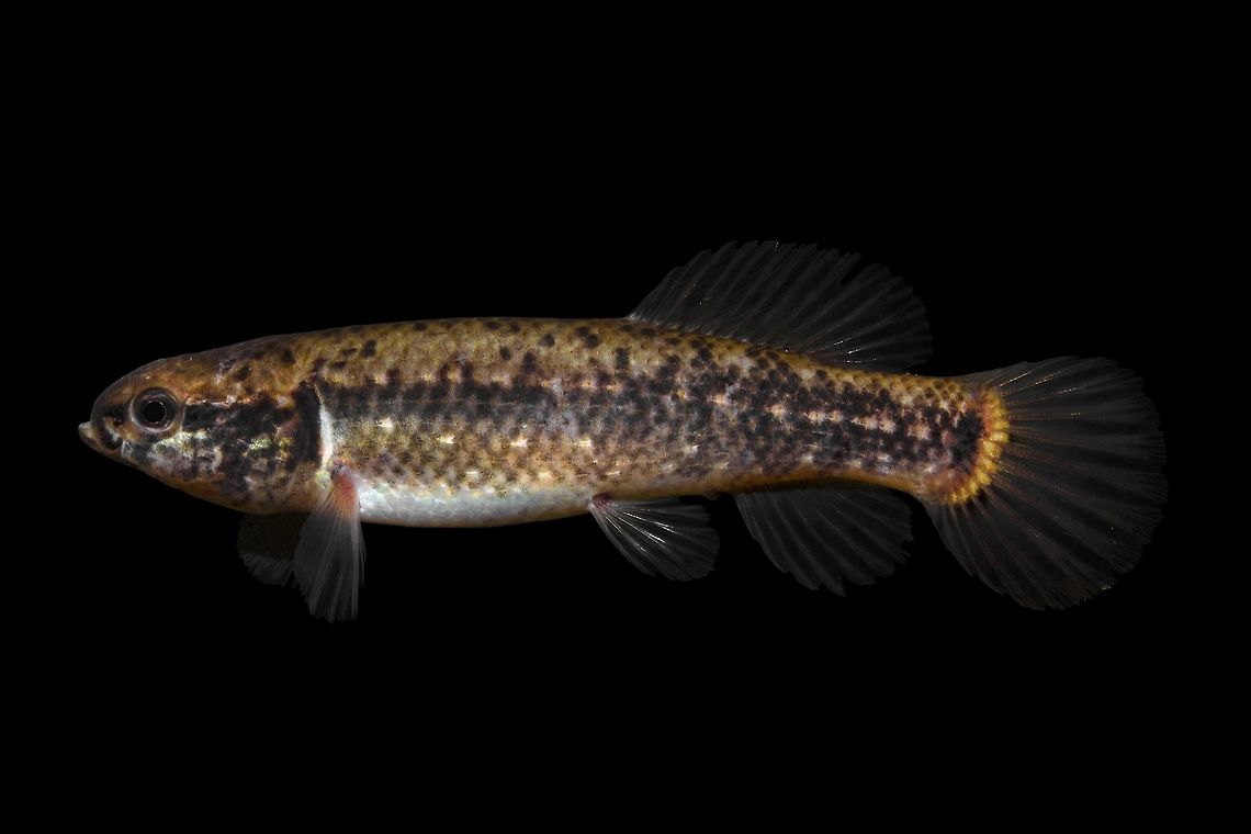 Eastern Mudminnow-Lower Wackamaw River Drainage, SC  Eastern mudminnow,pygmaea