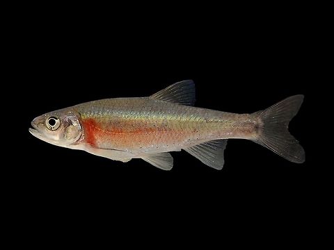 Rosyside Dace-Introduced Population in SW Pennsylvania  Clinostomus funduloides,Rosyside dace