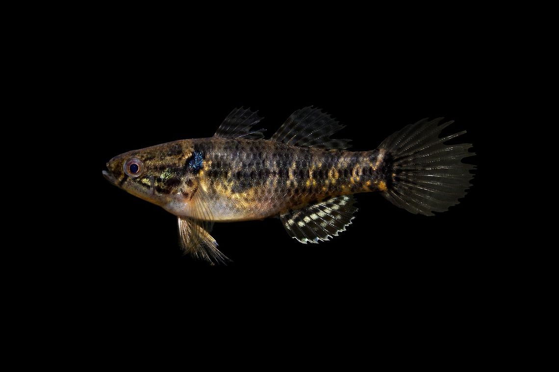 Fat Sleeper-Lower Wackamaw River Drainage, South Carolina  Dormitator maculatus,Fat sleeper