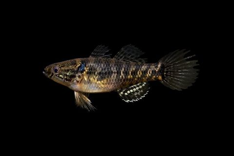 Fat Sleeper-Lower Wackamaw River Drainage, South Carolina  Dormitator maculatus,Fat sleeper