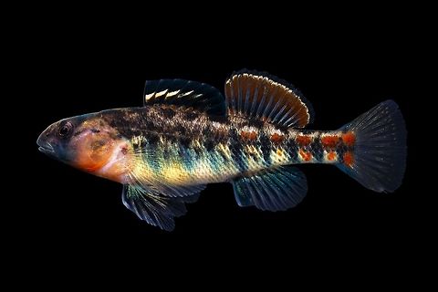 Orangethroat Darter-Wolf Run Lexington, Kentucky This variant of the Orangethroat Darter is known by some as the "Thoroughbred Darter," and is a potentially undescribed species within the complex. A few notable differences(solely my own observations, no official study has been done on these fish) between these and what we consider a "typical" Orangethroat are the vertical blue bars shown in spawning males(generally only up to 5 give or take and no further than the second dorsal insertion in a typical male orangethroat, whereas these can have up to 10 vertical bars from the caudal peduncle to the head, a commonly seen feature in quite a few already described orangethroat variants), the noticeably blunt and downturned snout, and the lack of horizontal line of pigment running the length of the anterior half of the body. I will be photographing this species again come April, when they should be in the peak of breeding coloration. I was clued in to this variant by fellow NANFA member and regional representative Joshua Blaylock. These fish look quite striking when in full spawning coloration, so I will be going back to photograph this variant again in April, when they show off some of their notable markings a little more clearly than this non-breeding male. 

 Etheostoma spectabile,Geotagged,Orangethroat darter,United States,Winter