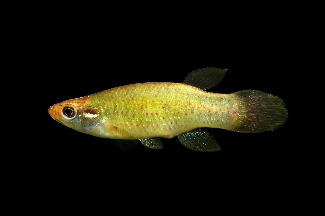 Golden Topminnow-Lower Wackamaw River Drainage, South Carolina Not one of my best images, but figured I would introduce another species to the site! This is a very large example of a Golden Topminnow, the biggest individual I&#039;ve ever encountered.  Fall,Fundulus chrysotus,Geotagged,Golden topminnow,United States