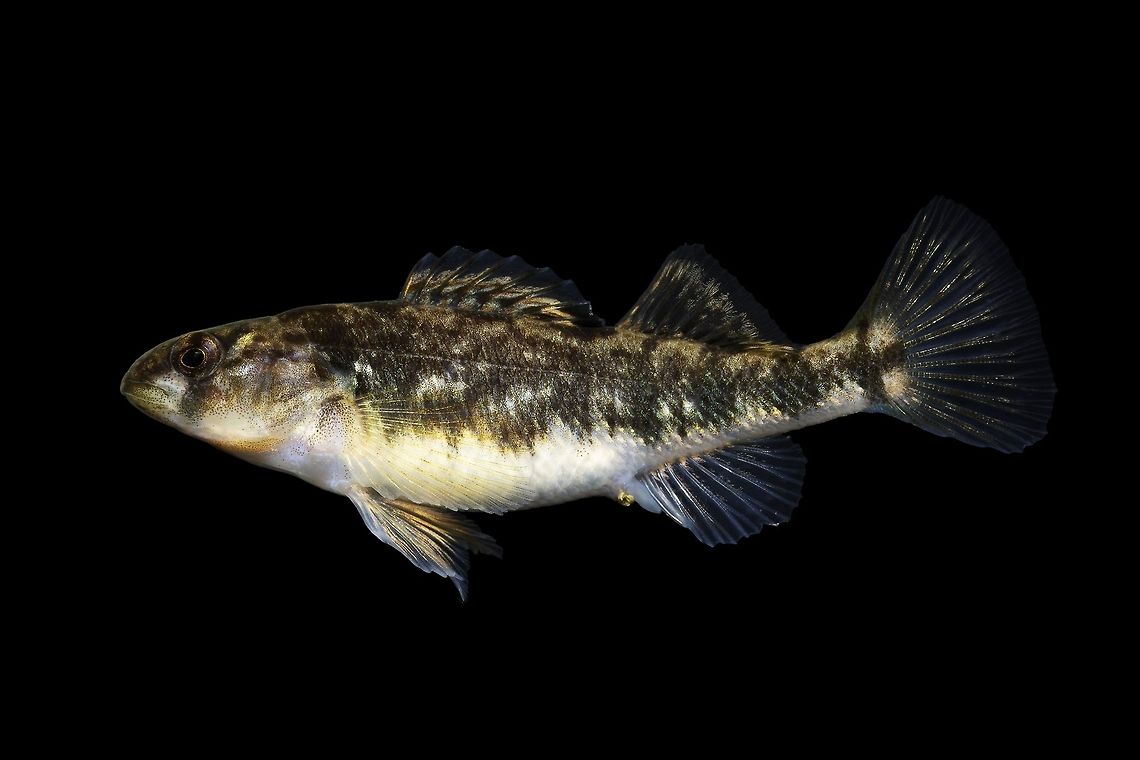 Orangethroat Darter-Wolf Run, Lexington, Kentucky This is the female counterpart to the &quot;Thoroughbred Darter&quot; male I posted a couple photos back. The females of this particular orangethroat variation look just as different from what is considered a typical orangethroat as the males.  Etheostoma spectabile,Geotagged,Orangethroat darter,United States,Winter