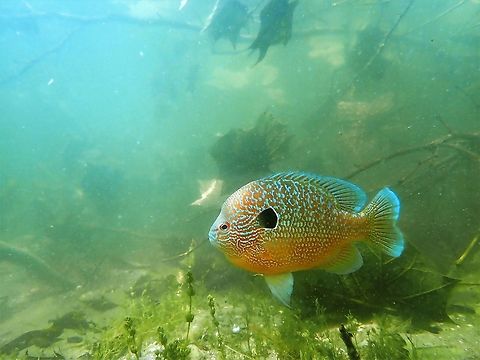 Central Longear Sunfish-Pokagon State Park This central longear is one of many individuals a friend of mine stumbled upon during a snorkeling outing. These fish are outside of their natural range, being well within Northern Sunfish territory. This particular lake is a popular tourist attraction, so its likely they ended up here by a means of a bait bucket release or similar scenario. Q Geotagged,Lepomis megalotis,Longear sunfish,Summer,United States