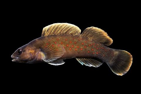 Spotted Darter-Big Darby Creek, Ohio Caught, photographed and released immediately at point of capture Etheostoma maculatum,Geotagged,Spotted darter,United States,Winter