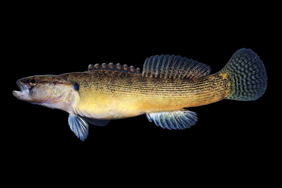 Fantail Darter-Caught, Kentucky River Drainage, Ohio  Etheostoma flabellare,Fantail darter,Geotagged,United States,Winter