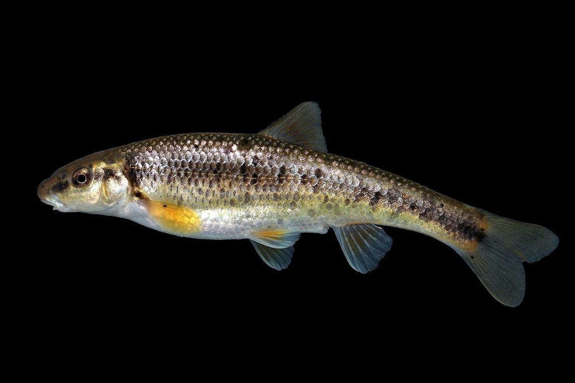 Central Stoneroller(Female)-Wolf Run, Lexington, Kentucky  Campostoma anomalum,Central stoneroller,Geotagged,United States,Winter