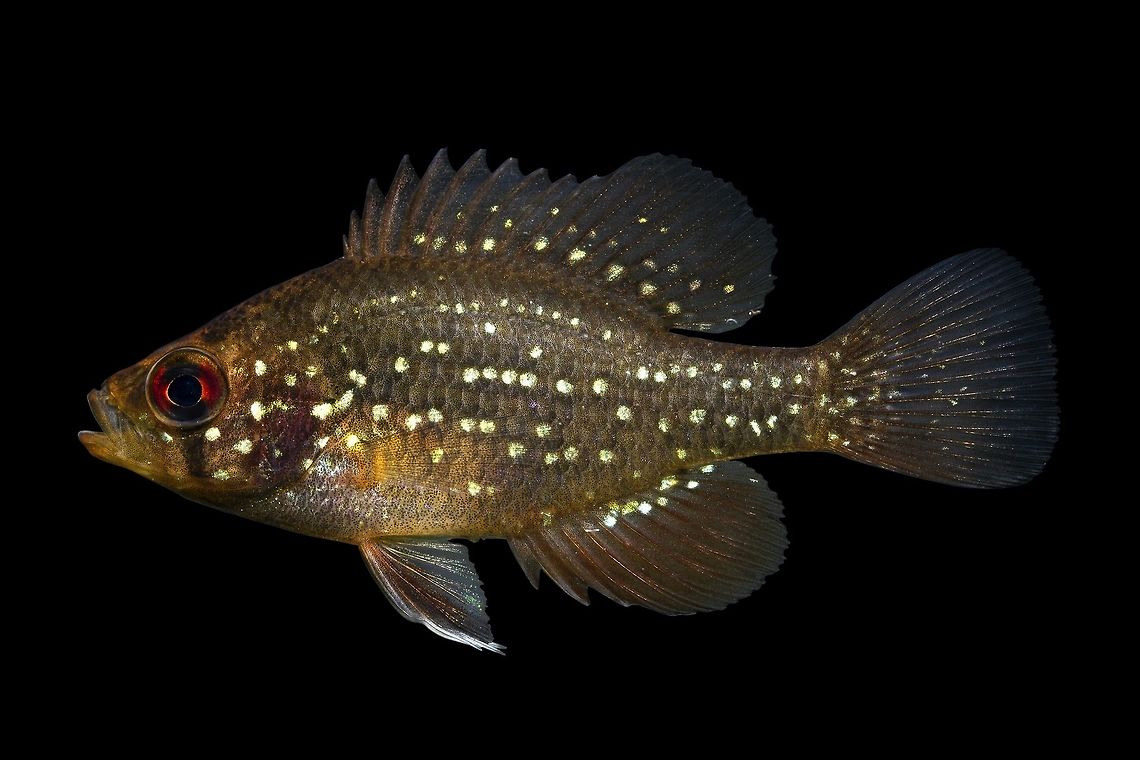 Bluespotted Sunfish-Lower Wacamaw River Drainage  Enneacanthus gloriosus,Geotagged,United States,Winter