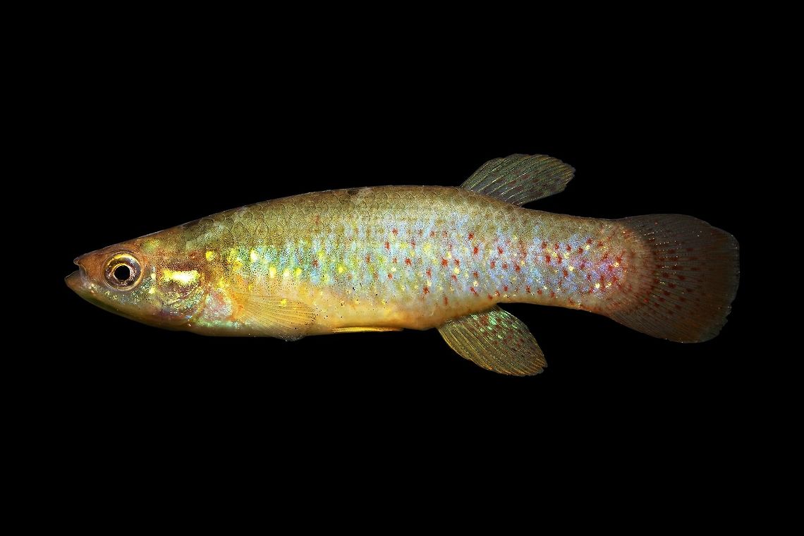 Golden Topminnow-Wacamaw River Drainage, South Carolina  Fundulus chrysotus,Geotagged,Golden topminnow,Spring,United States