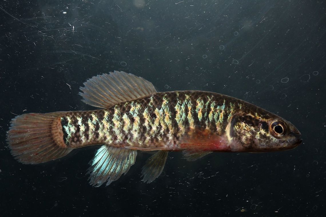 Central Mudminnow-Killbuck Marsh, Ohio I had no idea this species underwent such a transformation when in spawning mode...I was absolutely shocked. A typical individual only displays shades of brown and black. If you have any of these awesome fish nearby, I suggest checking them out! They dont hold this coloration very long! Photographed and released on site.  Central mudminnow,Geotagged,Umbra limi,United States