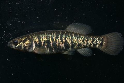 Female Central Mudminnow-Killbuck Marsh, Ohio Even the females of this species surprised me yesterday, as they proved to be just as colorful when spawning! Central mudminnow,Geotagged,Spring,Umbra limi,United States