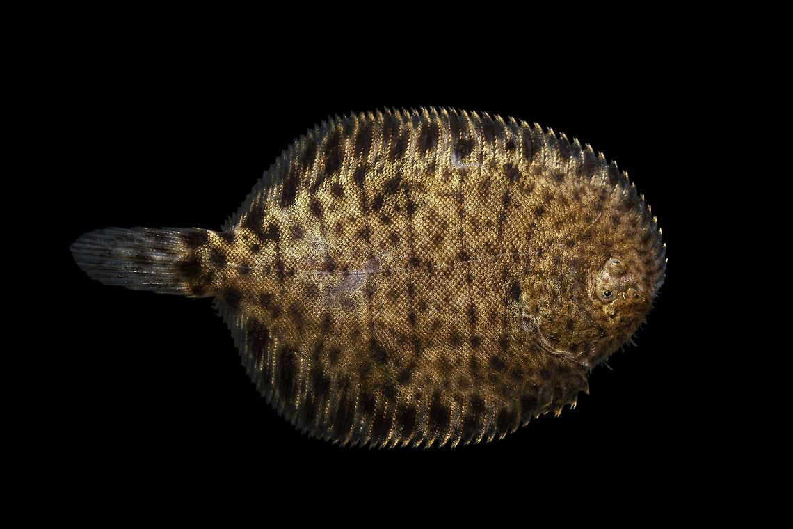 Hogchocker-Lower Wacamaw River Drainage, South Carolina  Geotagged,Hogchoker,Spring,Trinectes maculatus,United States