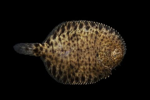 Hogchocker-Lower Wacamaw River Drainage, South Carolina  Geotagged,Hogchoker,Spring,Trinectes maculatus,United States