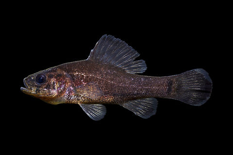 Pirate Perch-Lower Wacamaw River Drainage, South Carolina  Aphredoderus sayanus,Geotagged,Pirate perch,United States,Winter