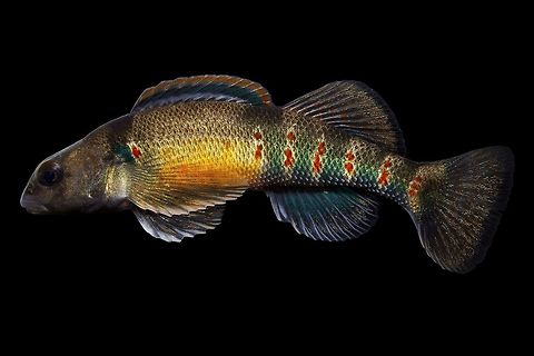 Variegate Darter-Whitewater River, SW Ohio I was a little late to this part of the state to catch this species in full spawning coloration. The fish depicted is a typical male you can expect to see throughout most of the warmer parts of the year Etheostoma variatum