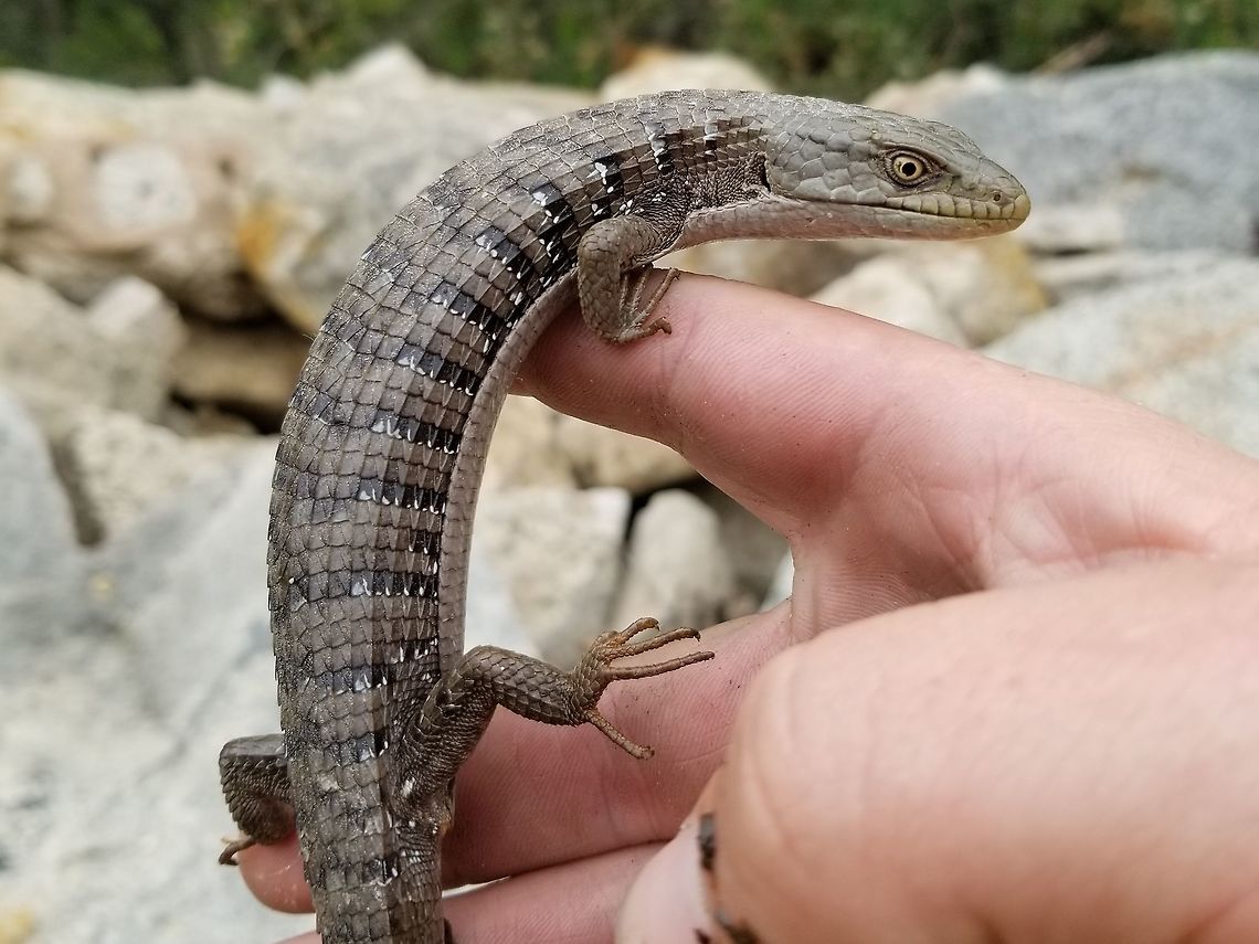 Northern Alligator Lizard - Los Angeles, California Having failed to find any native local freshwater diversity in the streams around Los Angeles (mosquitofish were pretty common sadly), I decided to start paying a bit more attention to what was moving about on land, and came up with this big fella! It was a chilly morning, and this lizard hadn&#039;t warmed up yet so he was extremely docile and easy to handle. He had a go at me after he warmed up a bit, but that just told me he was tired of the photo session and I promptly released him back to his log he called home before I mozzied along.  Elgaria coerulea,Geotagged,Northern alligator lizard,Spring,United States