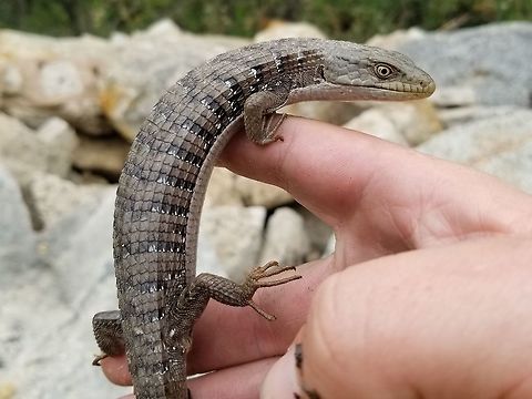 Northern alligator lizard