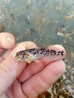 Wooly Sculpin-California Coast near Malibu Not my usual fish portrait, but i happened upon this little fella when i didnt have my gear with me(and transport of live fish in CA is illegal).  Clinocottus analis,Geotagged,Spring,United States,Wooly Sculpin