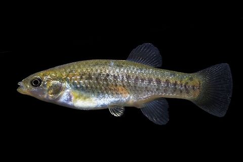 California Killifish Female-Los Angeles River Drainage, California Apologies for the photo repost. I posted this picture for my phone previously, and didn't realize until I got back to my computer that this white balance was wayyyy off, leading the fish to look way warmer than in life. Here's what she actually looked like! California killifish,Fundulus parvipinnis