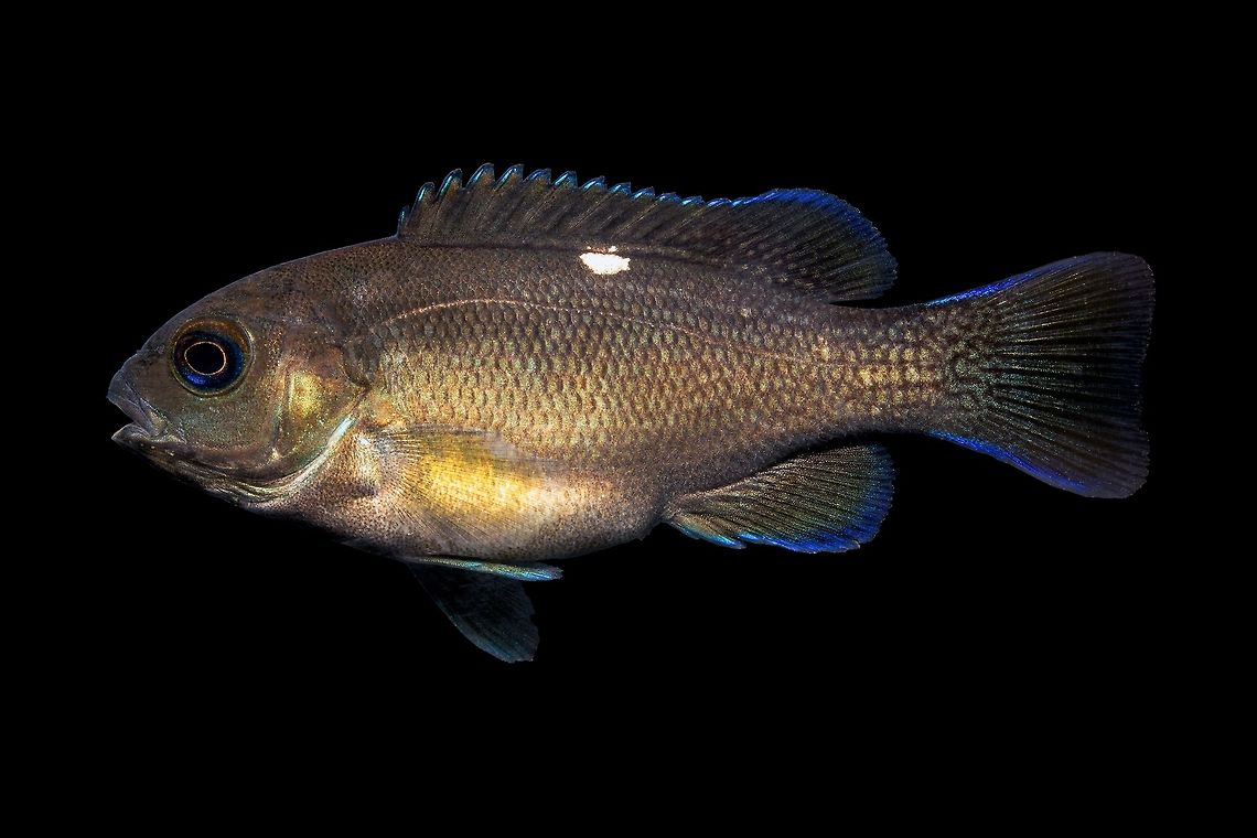 Opaleye-Venice Fishing Pier, Long Beach, California  Girella nigricans,irridescent