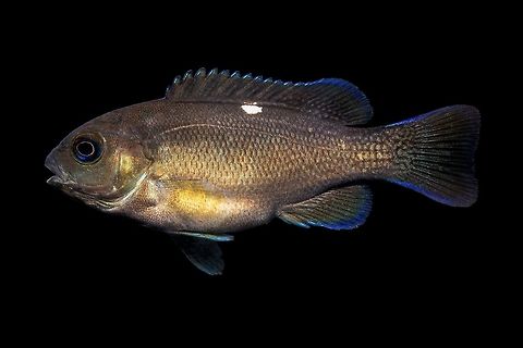 Opaleye-Venice Fishing Pier, Long Beach, California  Girella nigricans,irridescent