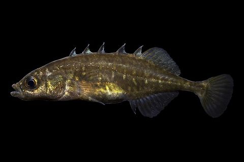 Brook Stickleback-Mad River Drainage, Ohio  Culaea inconstans
