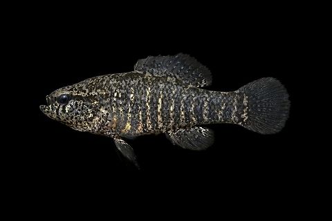 Banded pygmy sunfish