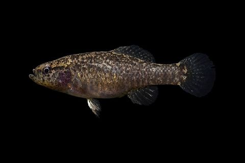 Banded Pygmy Sunfish(Female)-Lower Wacamaw River Drainage, South Carolina  Banded pygmy sunfish,Elassoma zonatum,Geotagged,United States,Winter