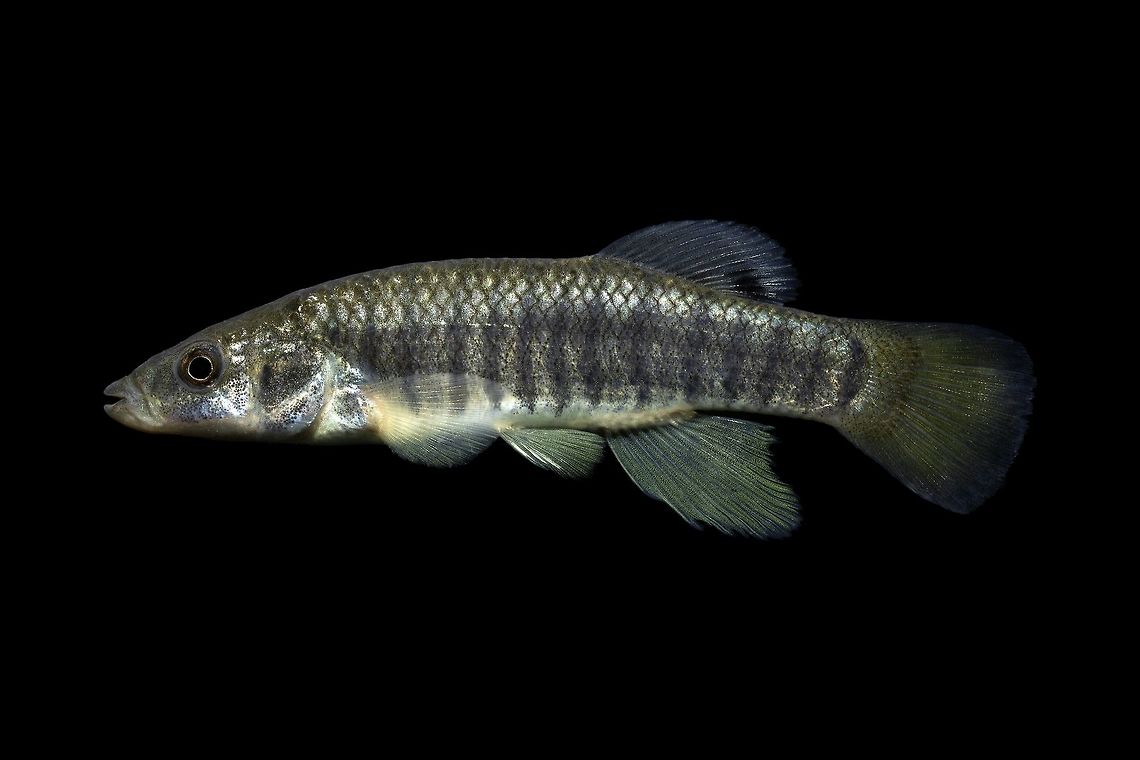 Striped Killifish Male-Pawleys Island, South Carolina  Fundulus majalis,Geotagged,Striped killifish,United States,Winter