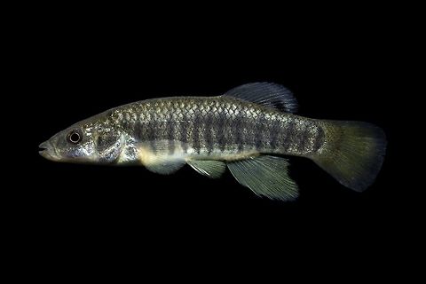 Striped Killifish Male-Pawleys Island, South Carolina  Fundulus majalis,Geotagged,Striped killifish,United States,Winter