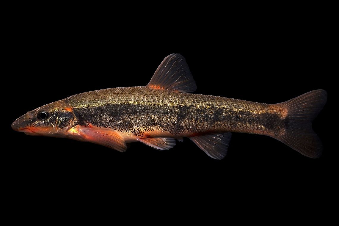 Longnose Dace (Male)-Upper Ohio River Drainage, Ohio This is an example of a spawning male Longnose Dace, from a small high gradient tributary directly feeding the Ohio River, in Eastern Ohio. This population gets much more color than individuals in the Lake Erie drainage(which are now mostly limited to the Chagrin River drainage, likely directly tied to the round goby invasion of Lake Erie).  Geotagged,Longnose dace,Rhinichthys cataractae,Spring,United States