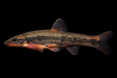 Longnose Dace (Male)-Upper Ohio River Drainage, Ohio This is an example of a spawning male Longnose Dace, from a small high gradient tributary directly feeding the Ohio River, in Eastern Ohio. This population gets much more color than individuals in the Lake Erie drainage(which are now mostly limited to the Chagrin River drainage, likely directly tied to the round goby invasion of Lake Erie).  Geotagged,Longnose dace,Rhinichthys cataractae,Spring,United States
