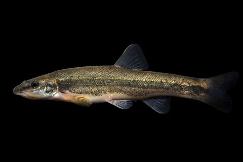 Longnose Dace(Female)-Upper ohio RIver Drainage, Ohio  Longnose dace,Rhinichthys cataractae
