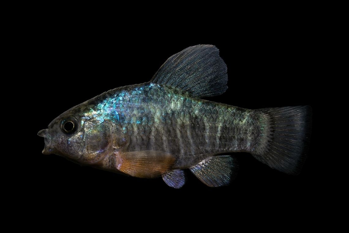 Sheepshead Minnow(Male)-Huntington Beach State Park, SC  Cyprinodon variegatus variegatus,Sheepshead minnow