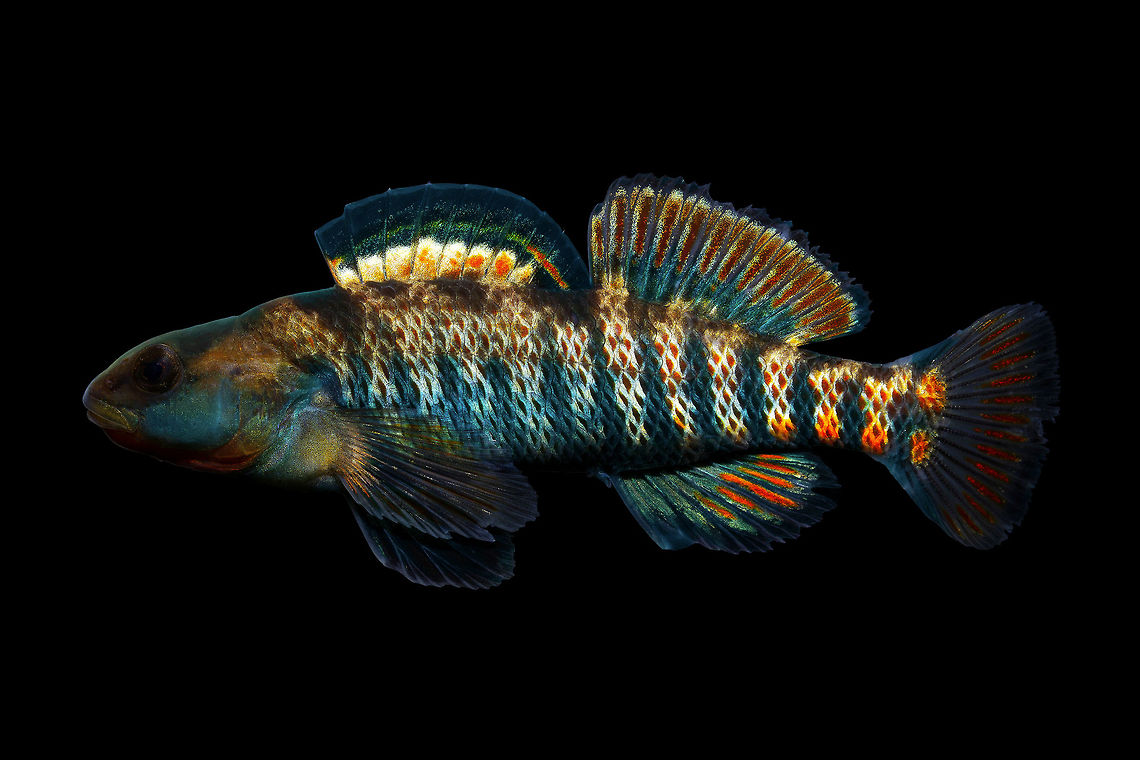 Rainbow Darter(Male)-Mad River Drainage, Ohio  Etheostoma caeruleum,Geotagged,Rainbow darter,United States