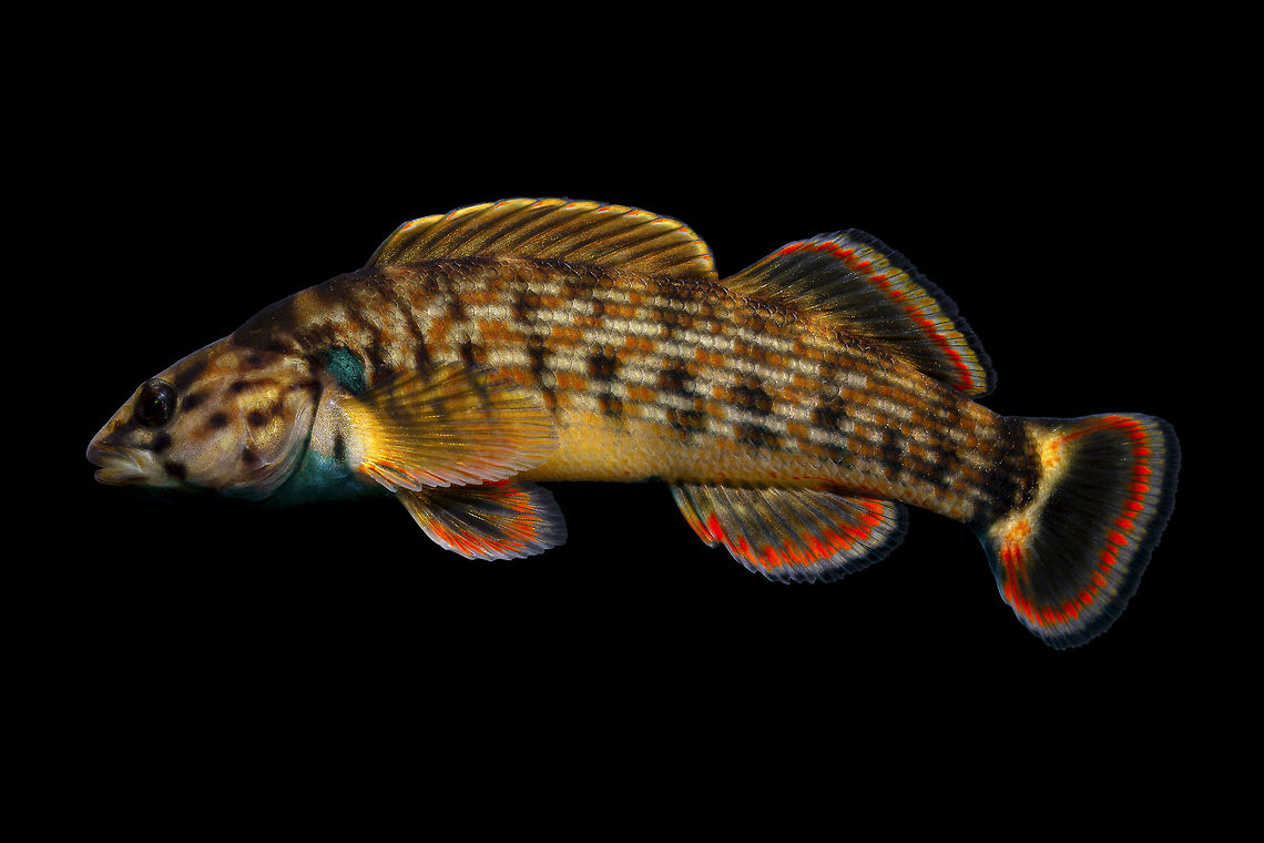 Redline Darter(Male)-Duck River Drainage, Tennessee Photographed and released at site of capture Etheostoma rufilineatum,Geotagged,Redline darter,United States