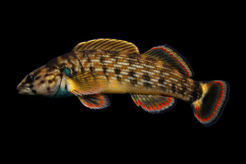 Redline Darter(Male)-Duck River Drainage, Tennessee Photographed and released at site of capture Etheostoma rufilineatum,Geotagged,Redline darter,United States