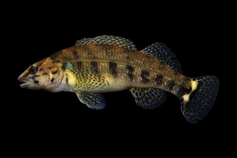 Redline Darter(Female)-Duck River Drainage, Tennessee Photographed and released at site of capture Etheostoma rufilineatum,Geotagged,Redline darter,Spring,United States