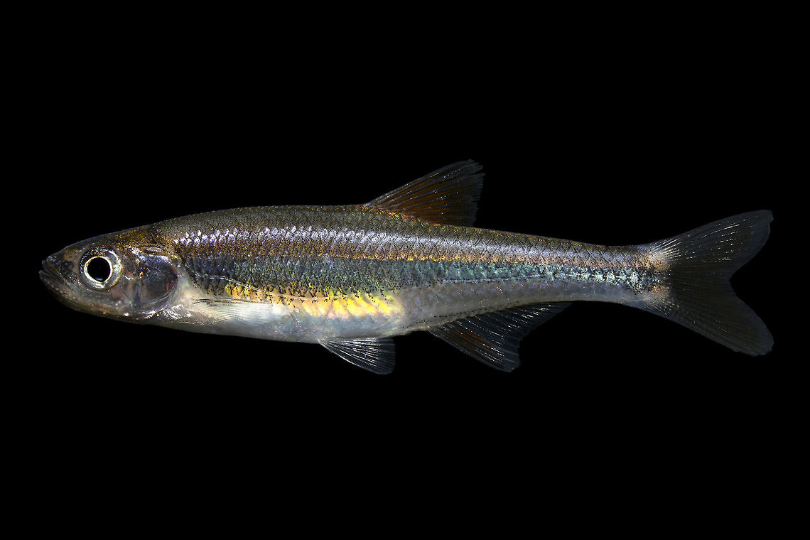 Cherryfin Shiner(Male)-Mississippi, USA  Cherryfin shiner,Geotagged,Lythrurus roseipinnis,United States