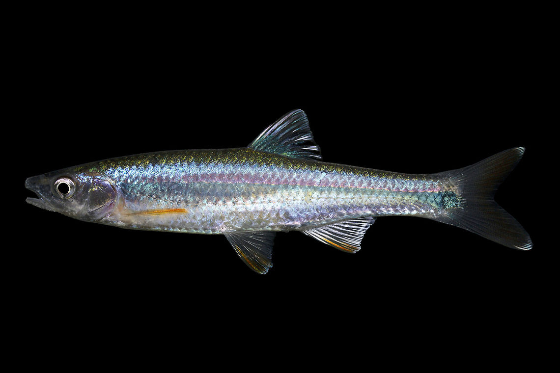 Tallapoosa Shiner (Male)-Tallapoosa River Drainage, Alabama  Cyprinella gibbsi,Tallapoosa shiner