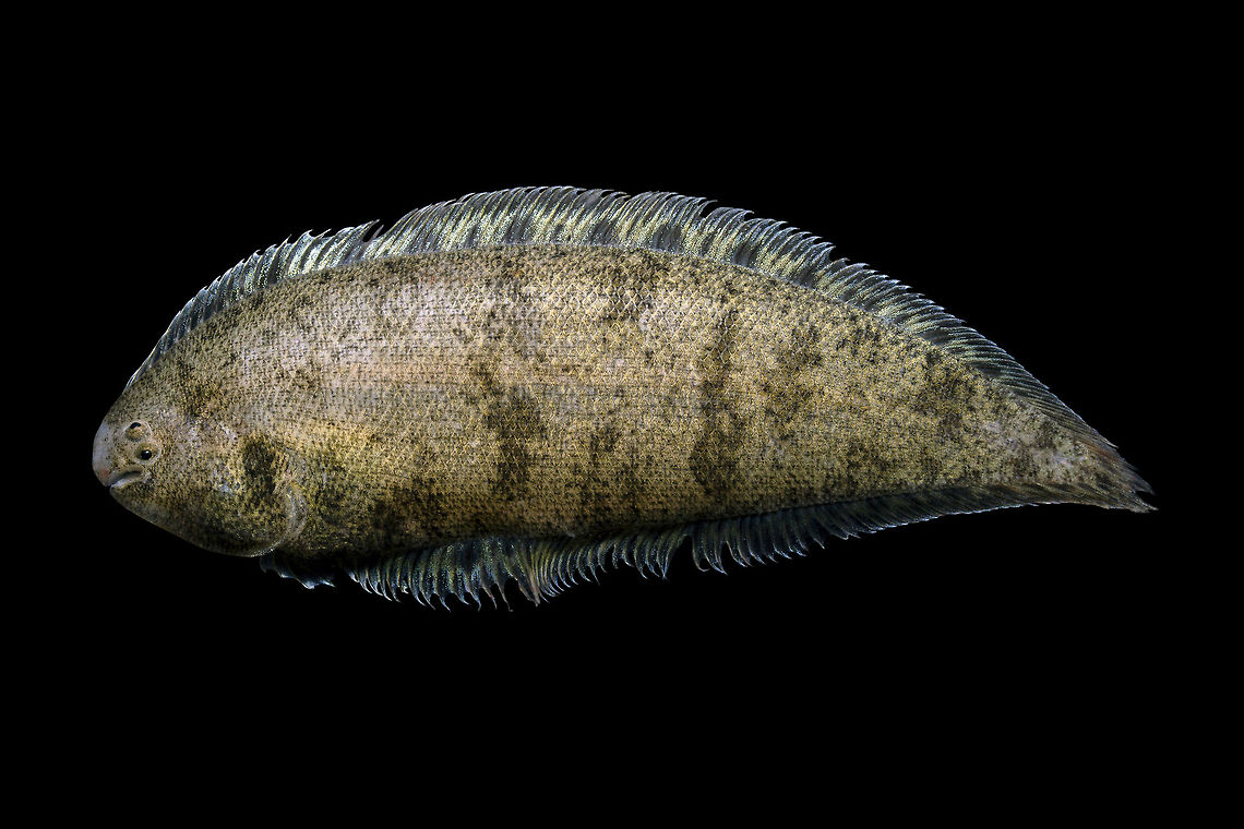 Blackcheek Tonguefish-Pawleys Island, South Carolina  Blackcheek Tonguefish,Geotagged,Symphurus plagiusa,United States