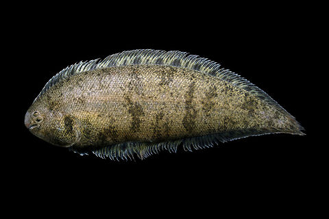 Blackcheek Tonguefish-Pawleys Island, South Carolina  Blackcheek Tonguefish,Geotagged,Symphurus plagiusa,United States