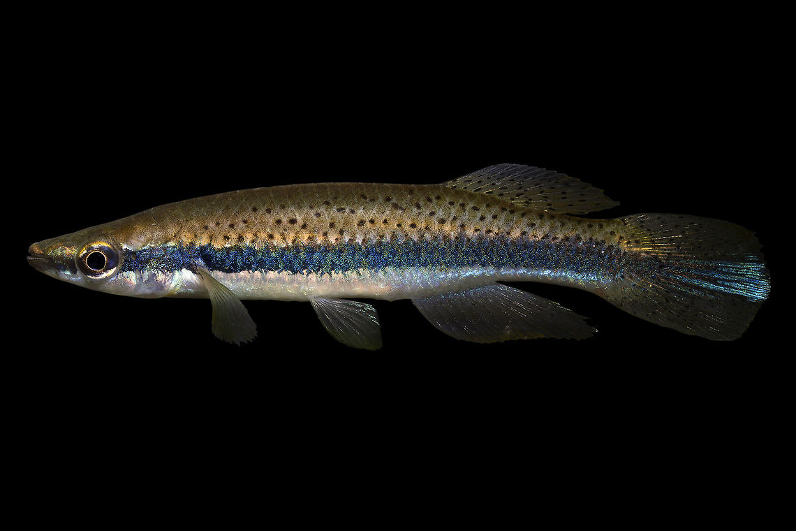 Blackspotted Topminnow (Male)-Pearl River Drainage, Mississippi  Blackspotted Topminnow,Fundulus olivaceus,Geotagged,United States