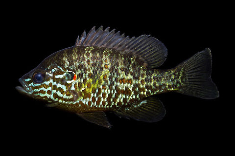 Pumpkinseed Sunfish(Male)-Pawleys Island, South Carolina  Geotagged,Lepomis gibbosus,Pumpkinseed,United States