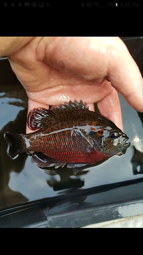 Redspotted Sunfish-Southern Mississippi Unfortunately I didn't have my photography setup when we encountered this beauty during the 2019 NANFA convention, but this hand shot did just fine with showing off what a stunner this nesting male was. I'll be hard pressed to find a Redspotted Sunfish as nice as this one to toss into the photo tank!  (This also happens to be my favorite species of Lepomis) Lepomis miniatus,Redspotted sunfish