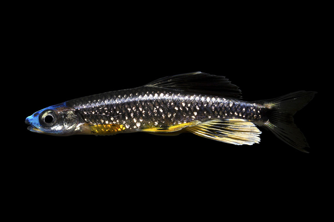 Bluenose Shiner(Male)-Southern Mississippi  Bluenose shiner,Pteronotropis welaka