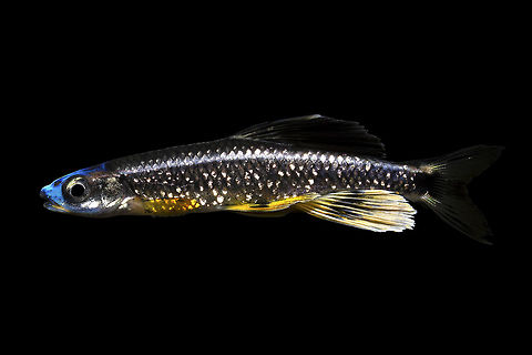 Bluenose Shiner(Male)-Southern Mississippi  Bluenose shiner,Pteronotropis welaka