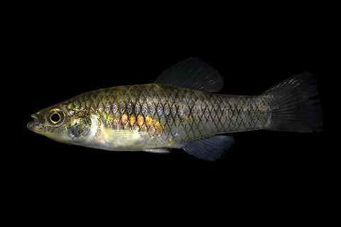 Rainwater Killifish (Female)-Huntington Beach State Park, South Carolina  Geotagged,Lucania parva,Rainwater killifish,United States