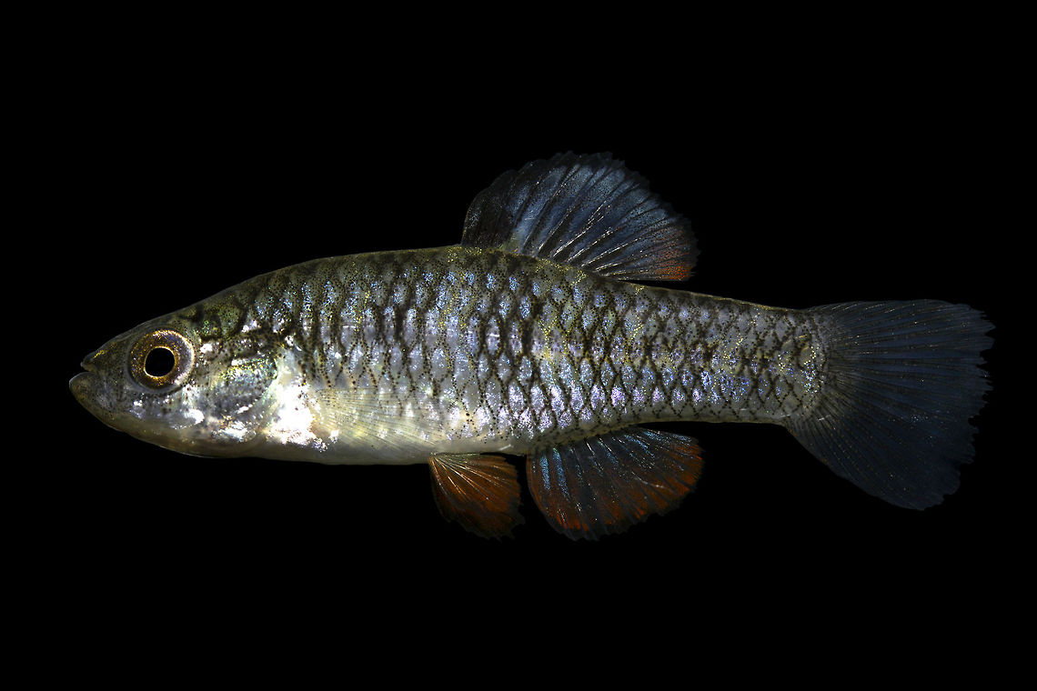 Rainwater Killifish (Male)-Huntington Beach State Park, South Carolina  Geotagged,Lucania parva,Rainwater killifish