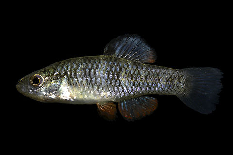 Rainwater Killifish (Male)-Huntington Beach State Park, South Carolina  Geotagged,Lucania parva,Rainwater killifish